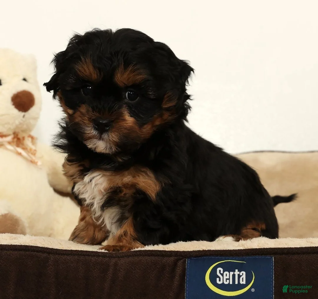 Shihpoo dogs for sale: Shane - Ad 8