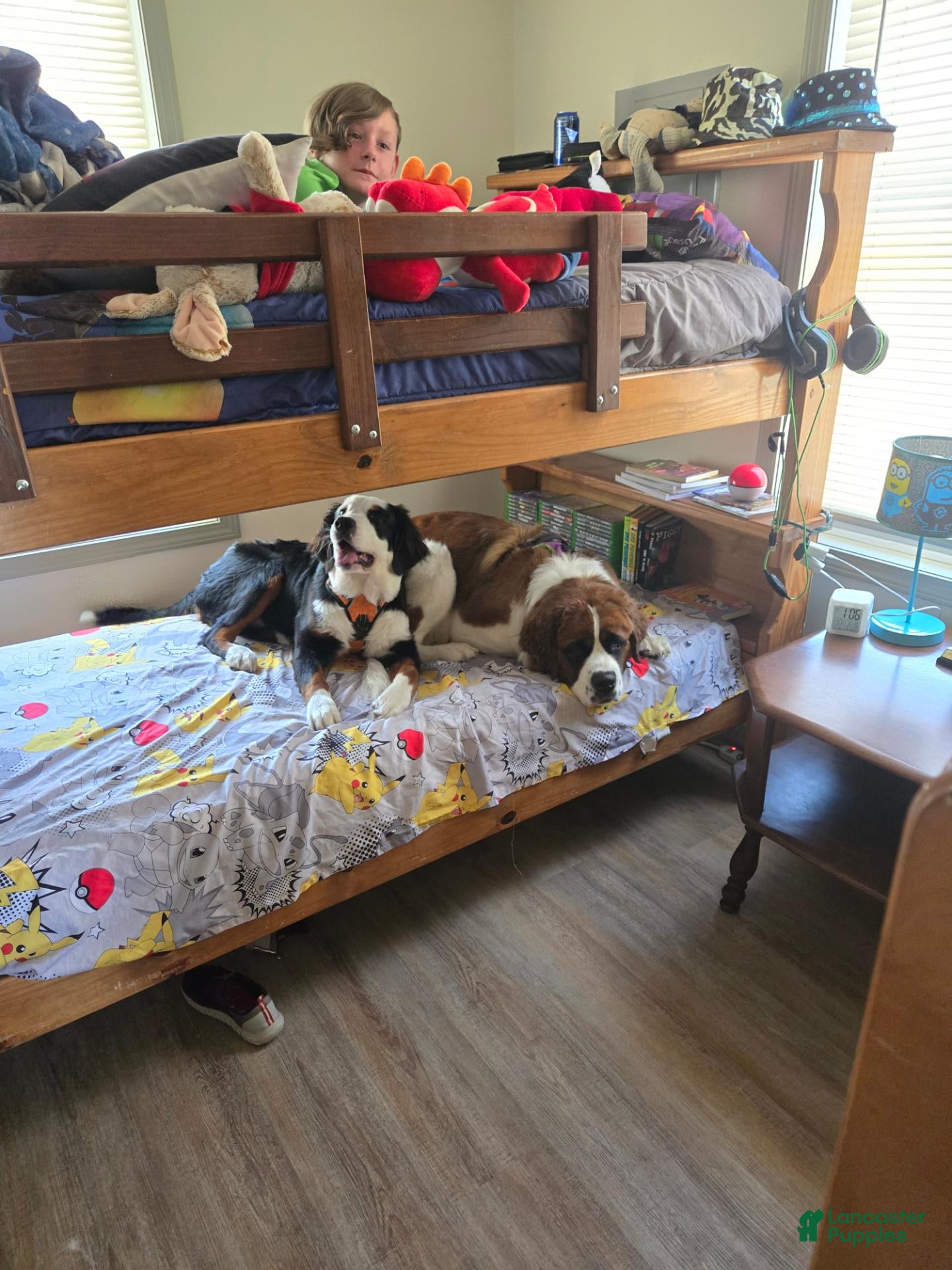Mixed Breed dogs Marley - Ad 2