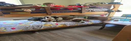 Mixed Breed dogs for sale: Marley - Ad 2