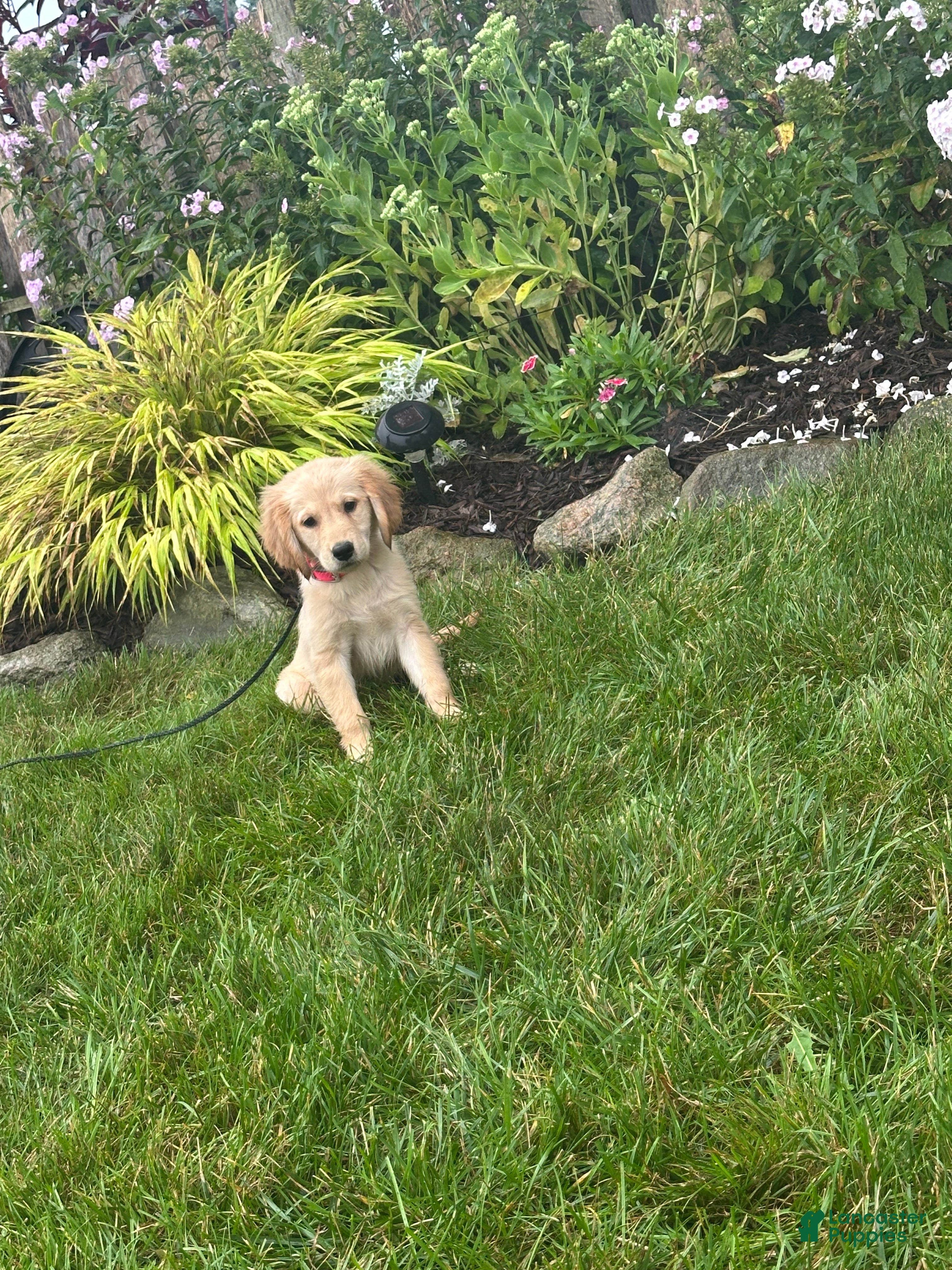 Golden Retriever dogs Golden Retriever 4 - Ad 1