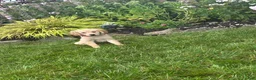 Golden Retriever dogs for sale: Golden Retriever 4 - Ad 1
