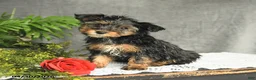 Yorkiepoo dogs for sale: Lily - Ad 3