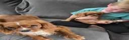Cavalier King Charles Spaniel dogs for sale: Conway  - Ad 4