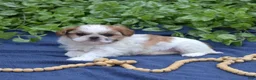 Shih Tzu dogs for sale: Penny  - Ad 6