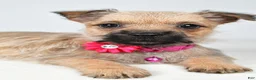 Cairn Terrier dogs for sale: April - Ad 4