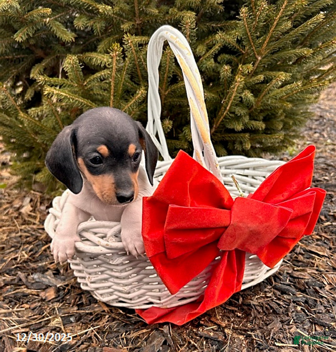 Miniature Dachshund dogs for sale: Ollie - Ad 2