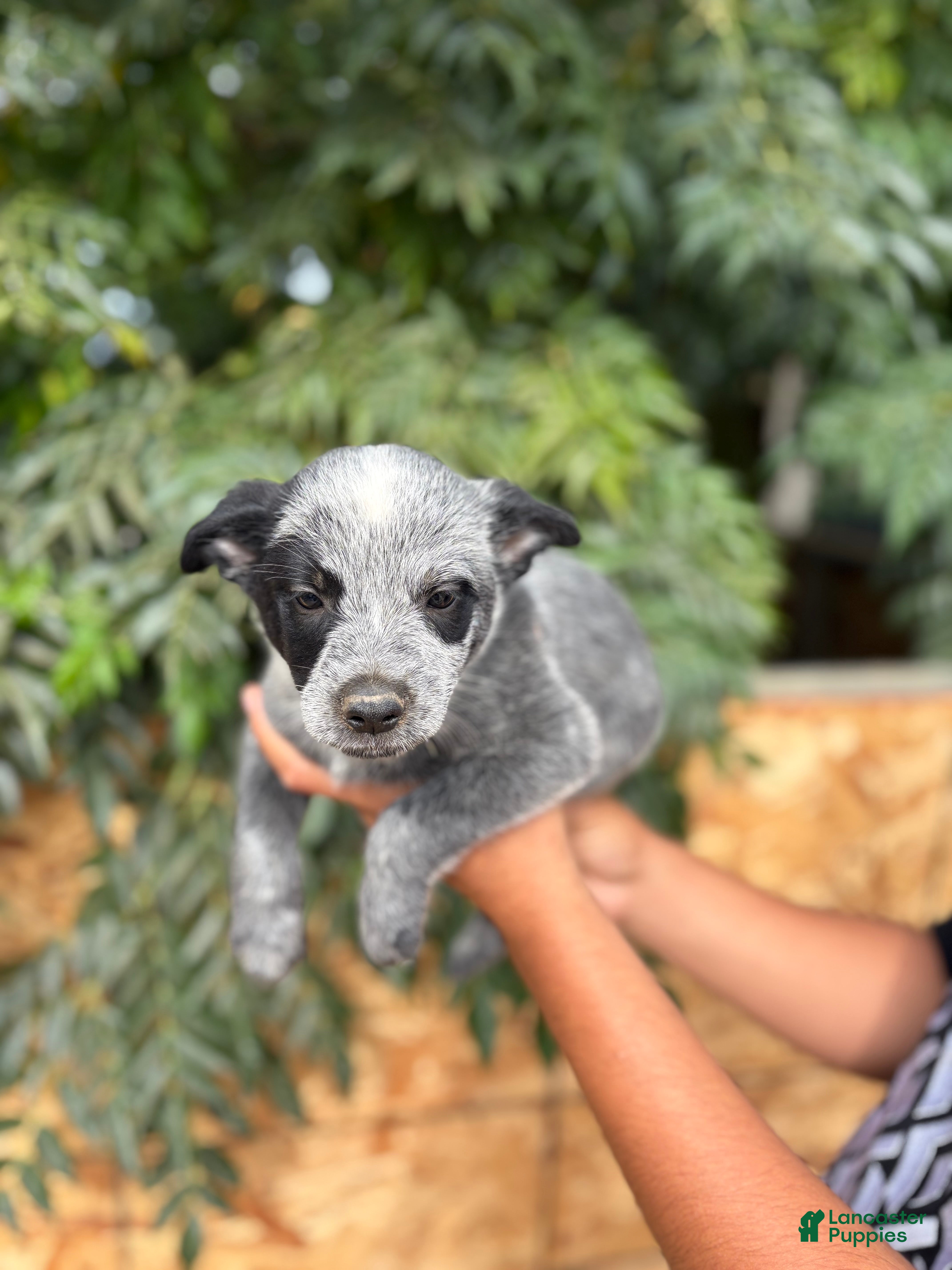 Australian Cattle Dog dogs Australian Cattle Dog 2 - Ad 4
