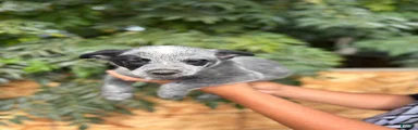 Australian Cattle Dog 2
