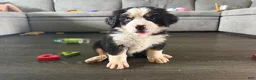 Bernese Mountain Dog dogs for sale: CamoGreen - Ad 18