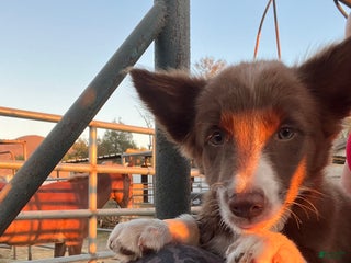 Border Collie dogs - Ad 2