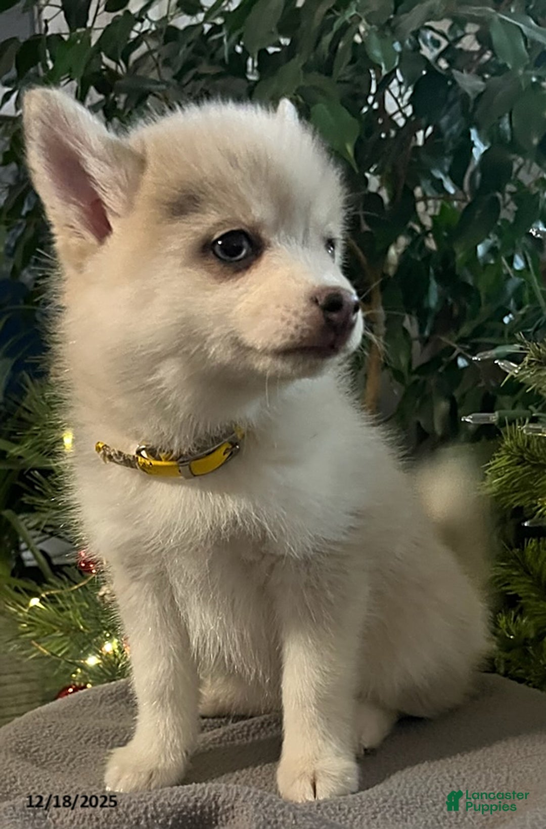 Pomsky dogs for sale: Heidi - Ad 3