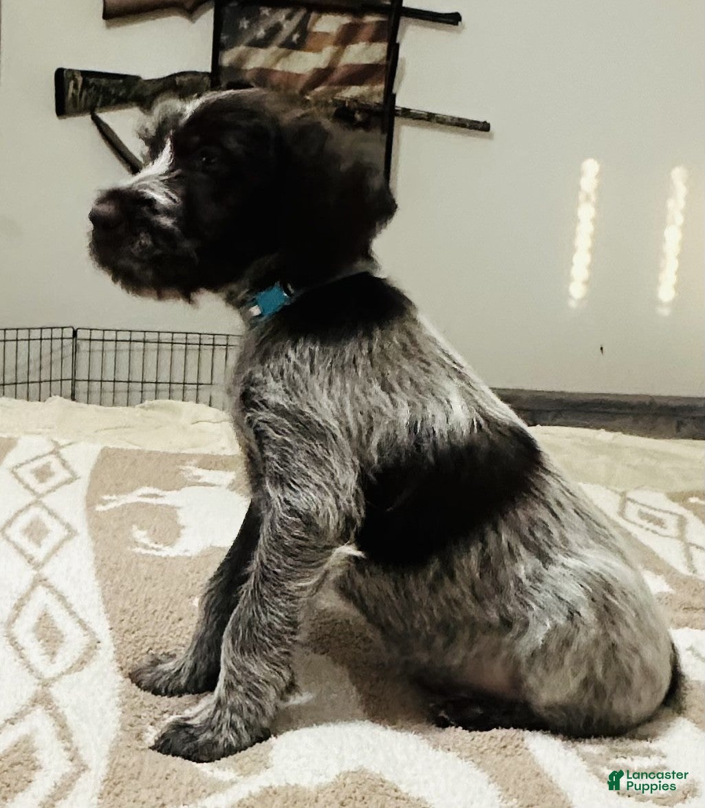 Wirehaired Pointing Griffon dogs Wirehaired Pointing Griffon; "Light Blue Collar". - Ad 7