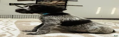 Wirehaired Pointing Griffon; "Light Blue Collar".