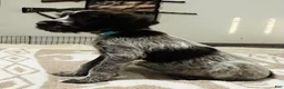 Wirehaired Pointing Griffon dogs for sale: Wirehaired Pointing Griffon; "Light Blue Collar". - Ad 1