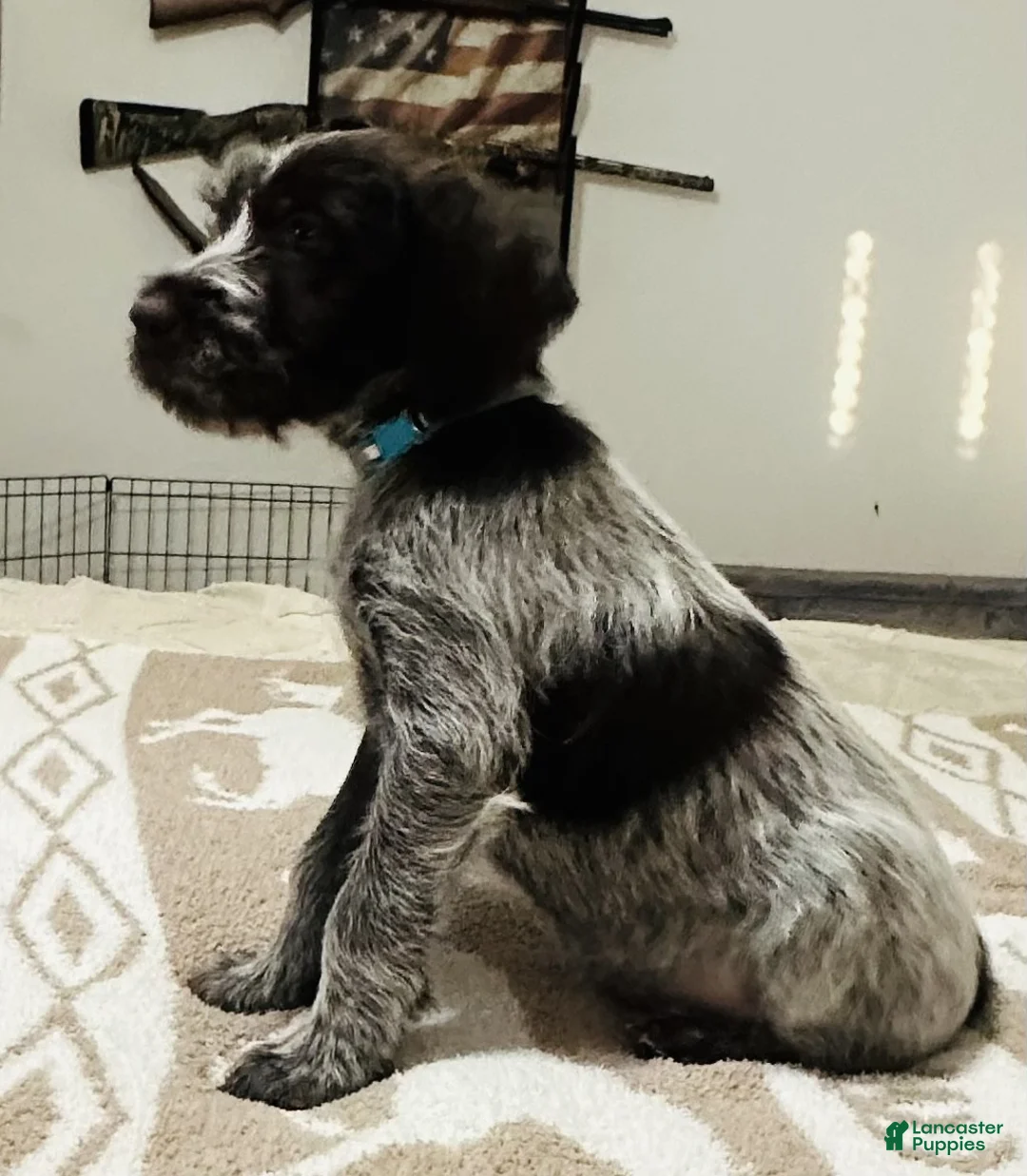 Wirehaired Pointing Griffon dogs for sale: Wirehaired Pointing Griffon; "Light Blue Collar". - Ad 1