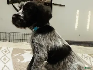 Wirehaired Pointing Griffon dogs Wirehaired Pointing Griffon; "Light Blue Collar". - Ad 2