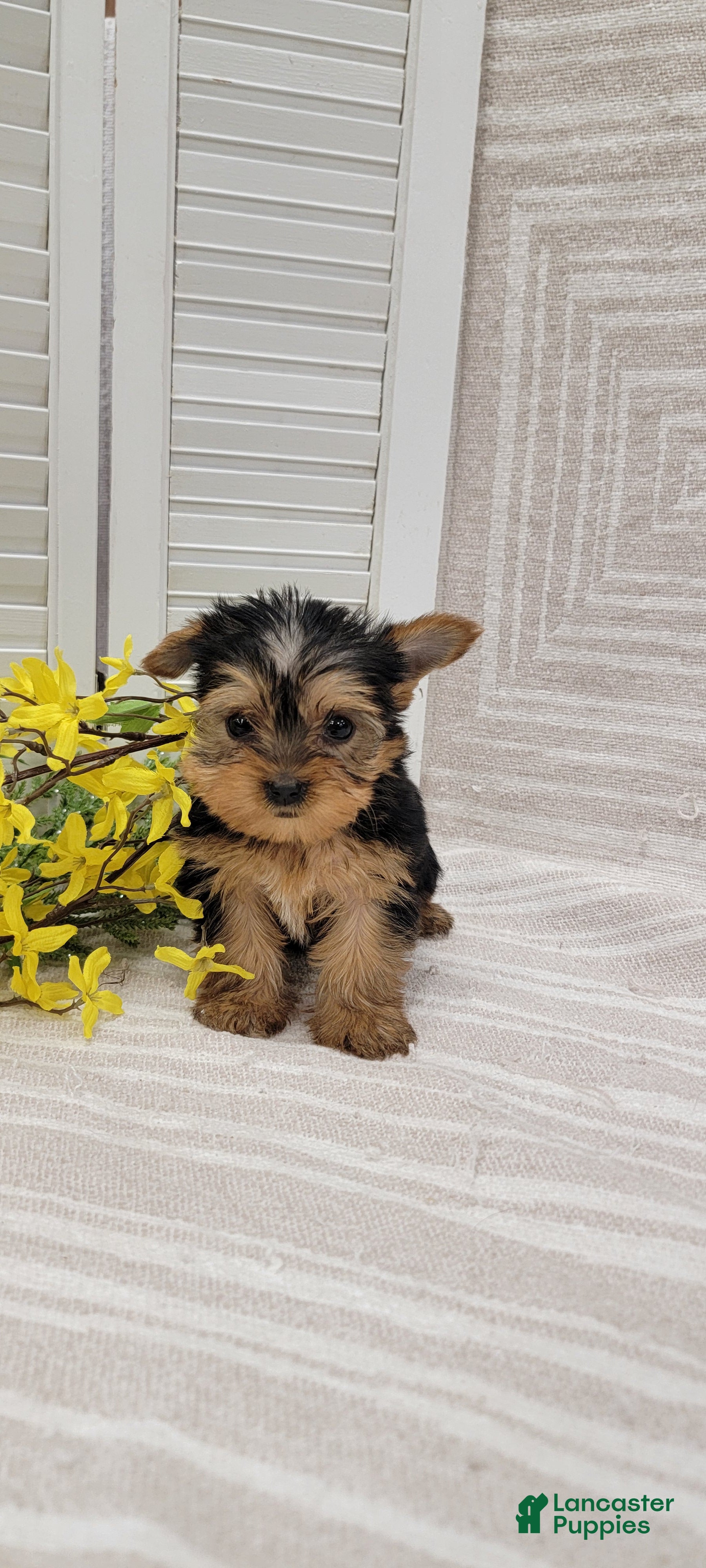 Yorkshire Terrier dogs Beulah - Ad 1