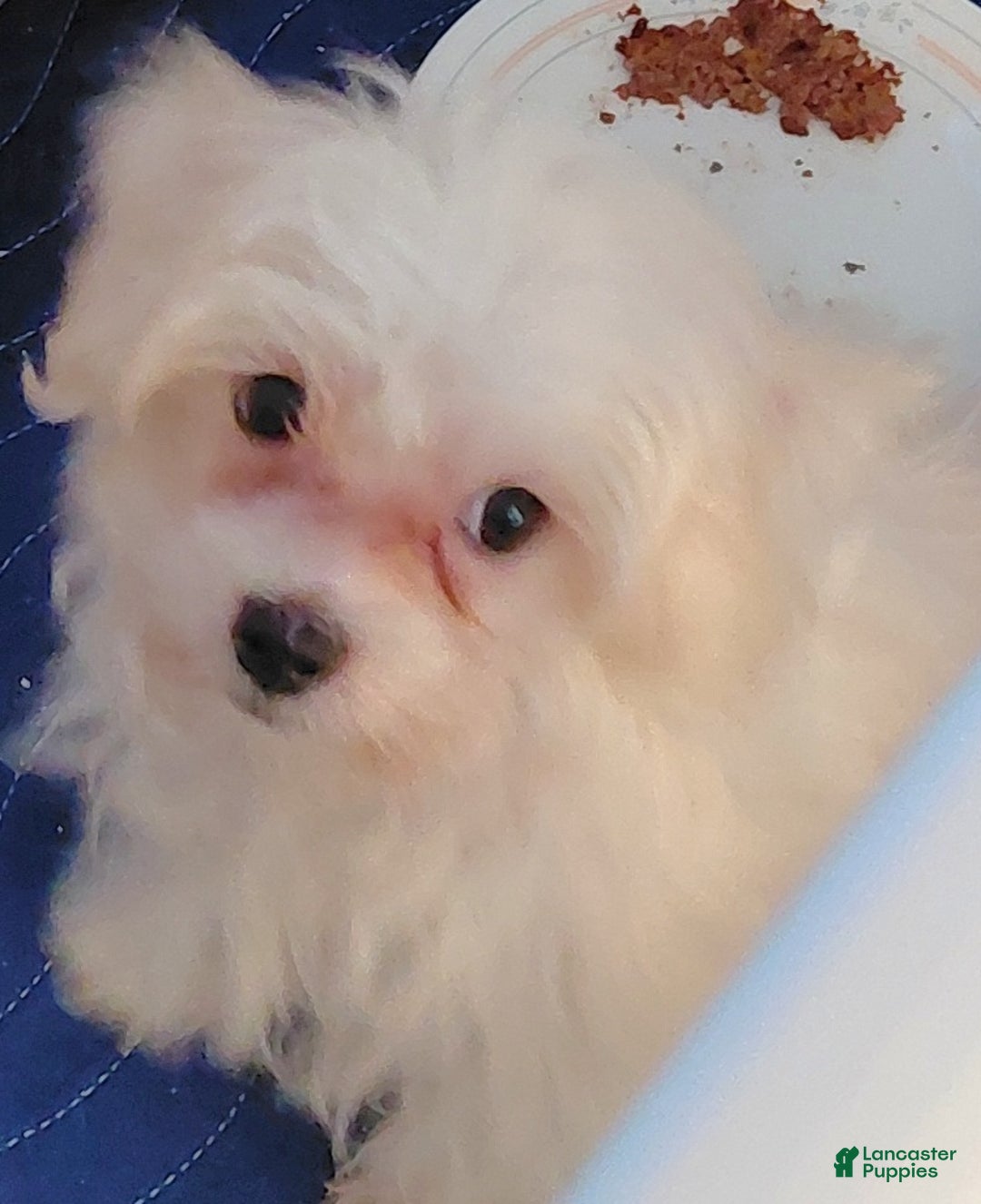 Maltese dogs for sale: Gucci - Ad 4