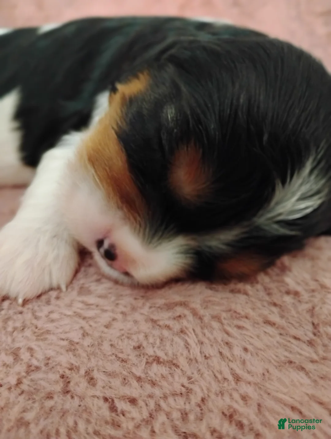 Cavalier King Charles Spaniel dogs for sale: Bobo - Ad 1