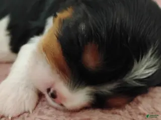 Cavalier King Charles Spaniel dogs Bobo - Ad 32