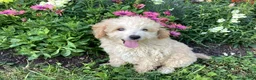 Mini Goldendoodle dogs for sale: Sparkle  - Ad 6