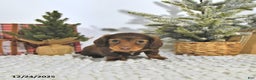 Miniature Dachshund dogs for sale: Randy - Ad 4
