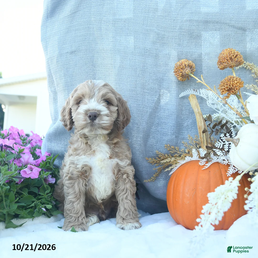 Cockapoo dogs for sale: Caramel  - Ad 2
