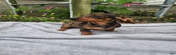 Miniature Dachshund dogs for sale: Maggie - Ad 11