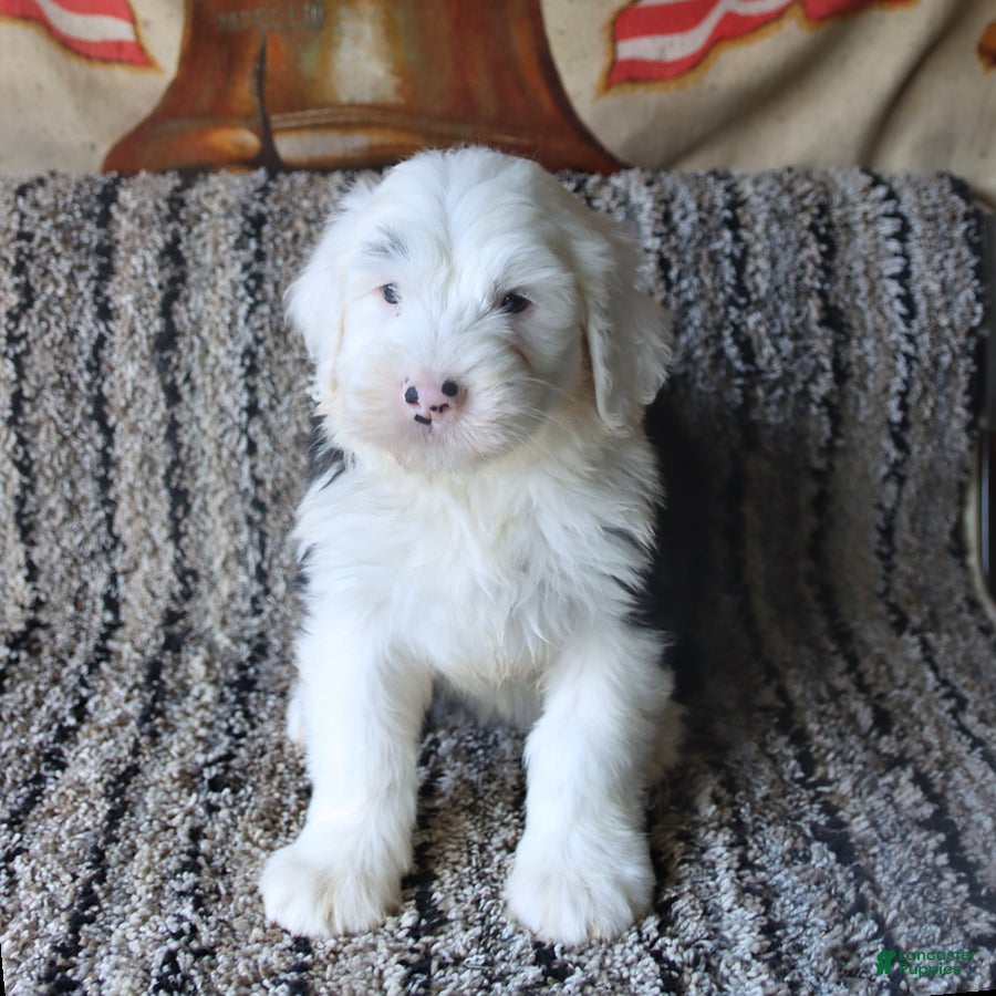 Old English Sheepdog dogs Nellie - Ad 2
