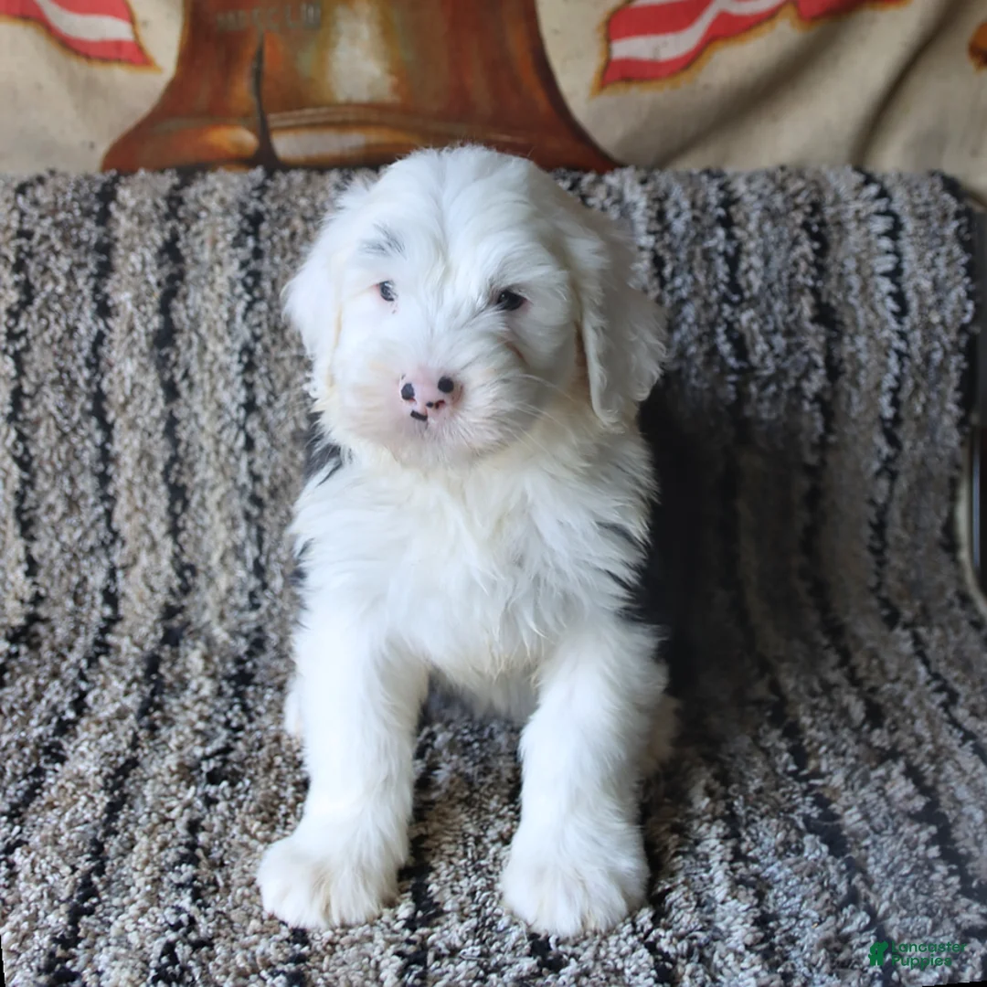 Old English Sheepdog dogs for sale: Nellie - Ad 2