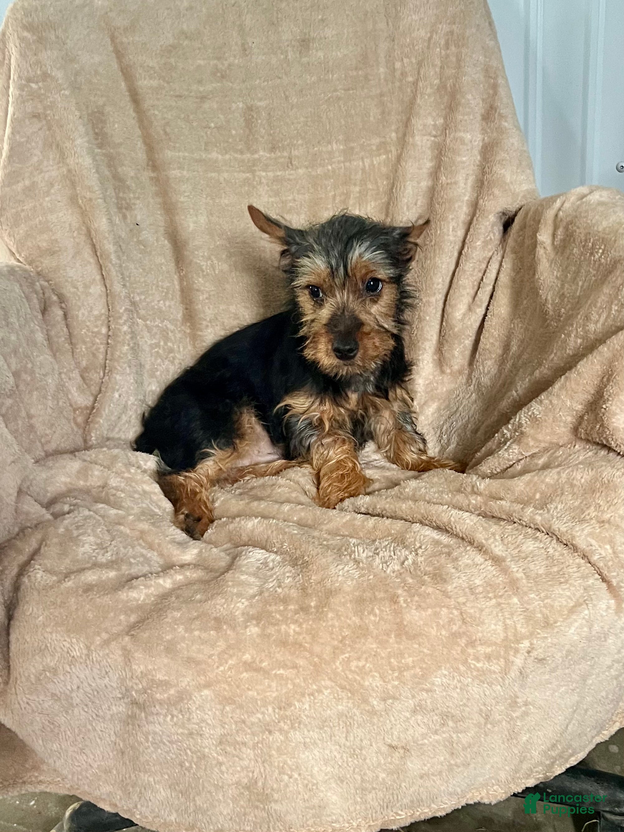 Yorkshire Terrier dogs MJ Boy - Ad 1