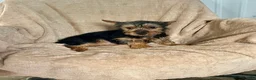 Yorkshire Terrier dogs for sale: MJ Boy - Ad 1