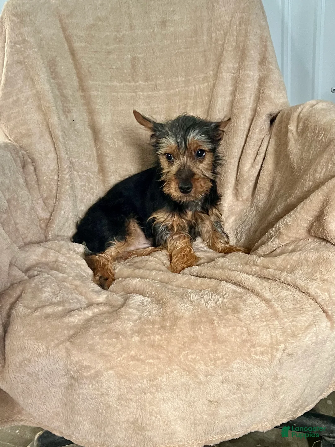 Yorkshire Terrier dogs for sale: MJ Boy - Ad 1