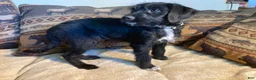 Bordoodle dogs for sale: Bordoodle Puppy Maggie - Ad 2