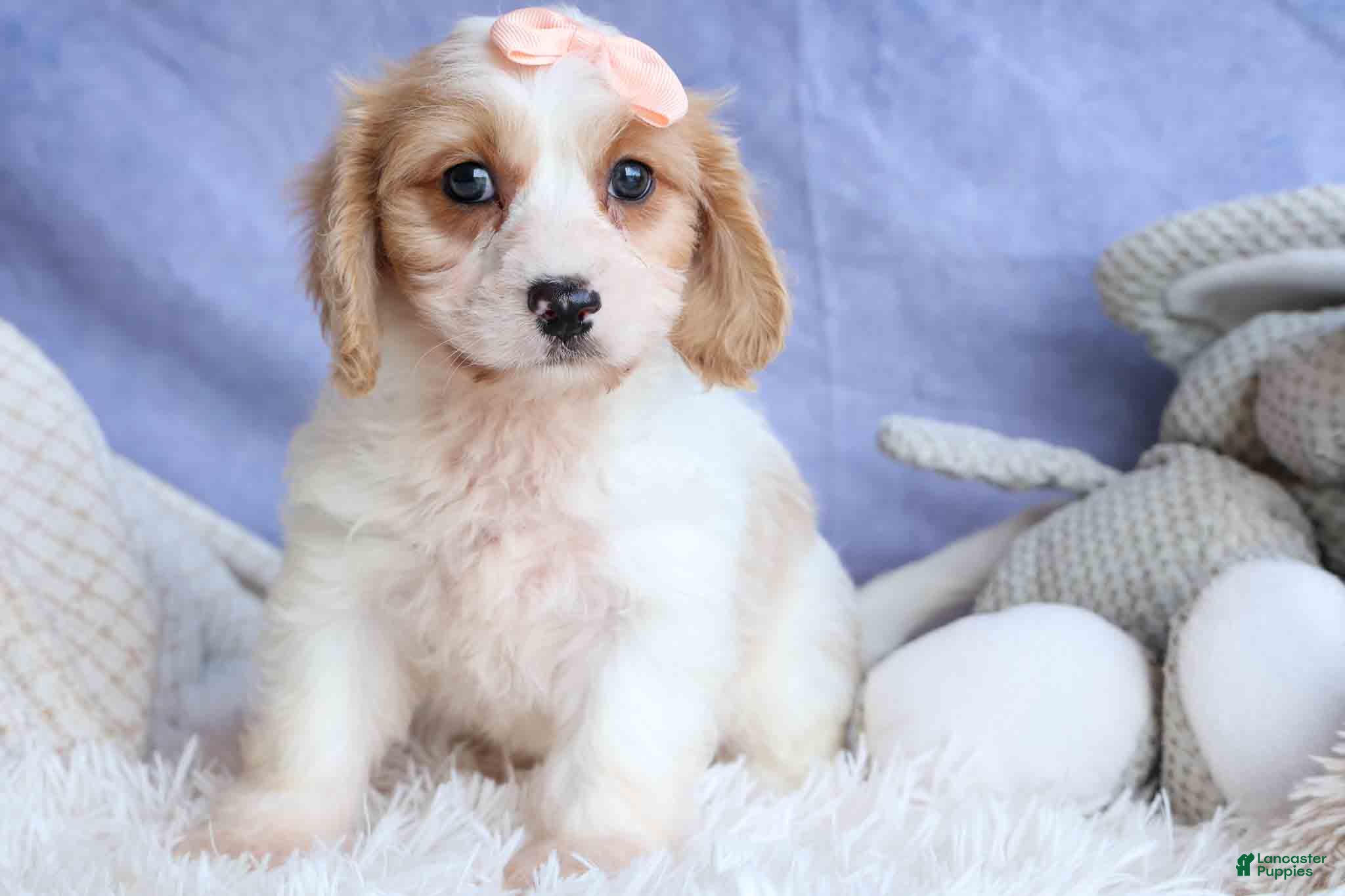 Cavachon dogs RHODA - Ad 1