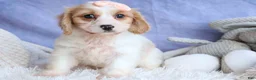 Cavachon dogs for sale: RHODA - Ad 1