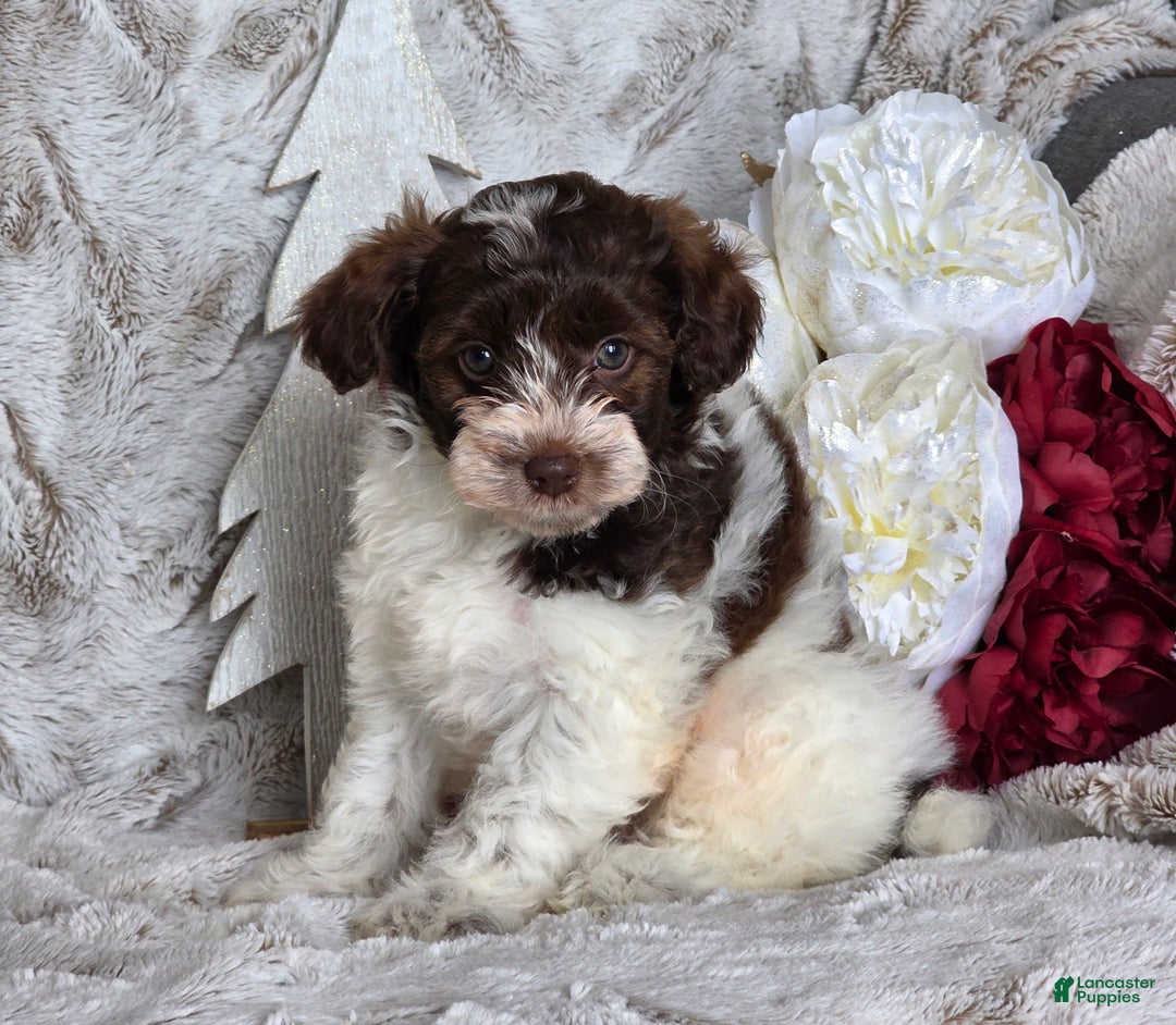 Schnoodle dogs for sale: Holly - Ad 6