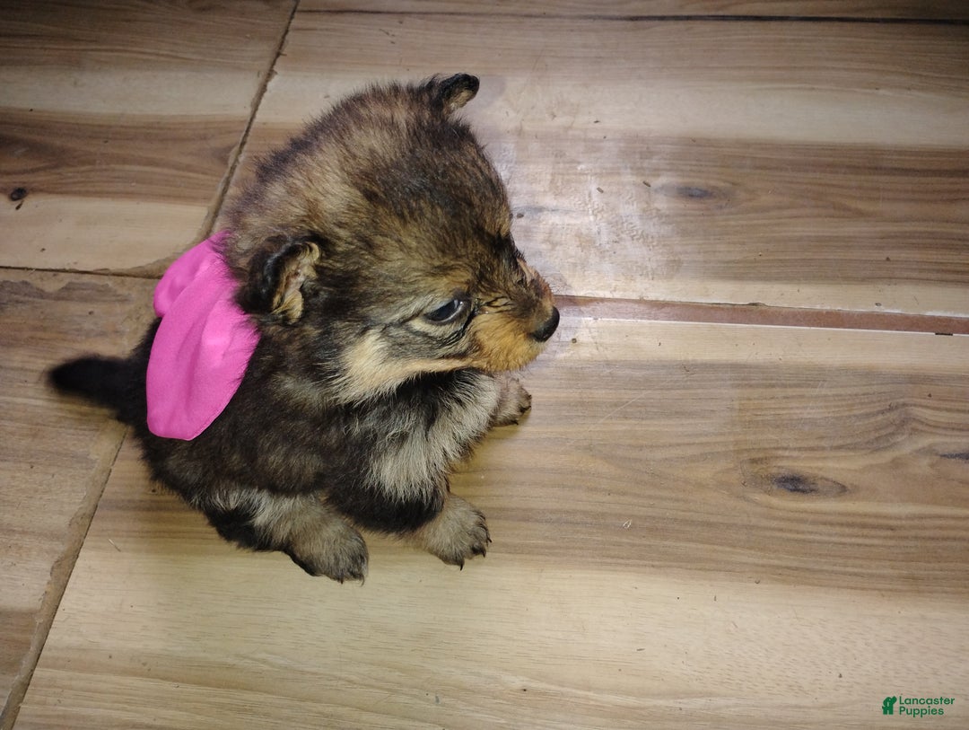 Pomsky dogs for sale: Pomsky Puppy 1 - Ad 2