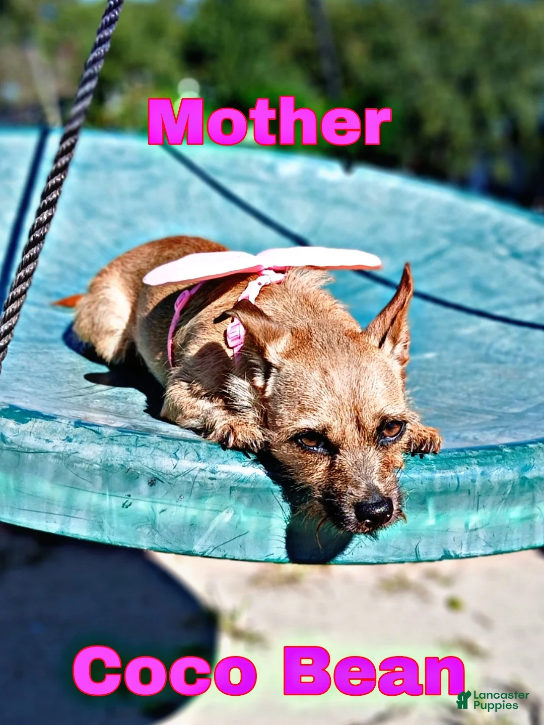 Chorkie dogs for sale: Chorkie Puppy Louie - Ad 2