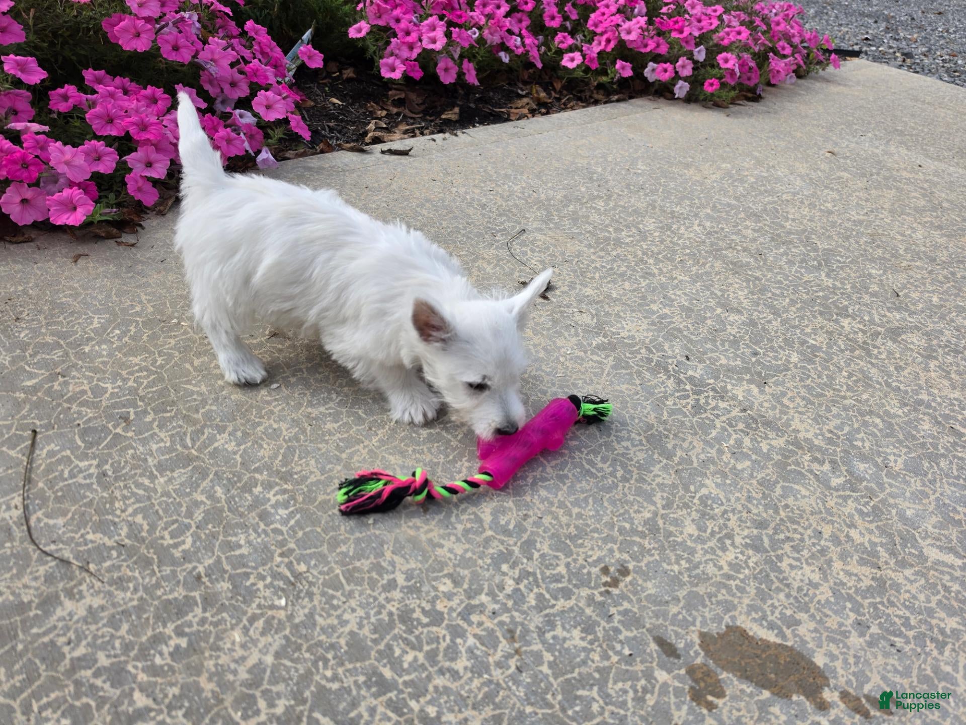 West Highland Terrier dogs Parker - Ad 2