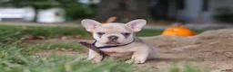 French Bulldog dogs for sale: Emmett  - Ad 4