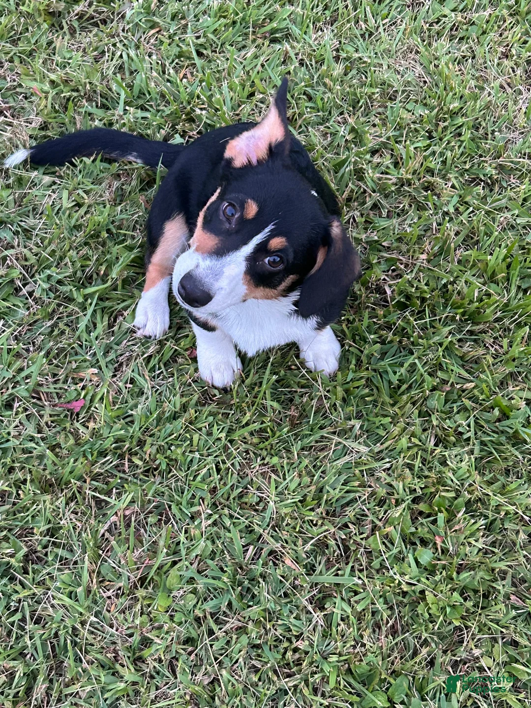 American Corgi dogs for sale: American Corgi 2 - Ad 2