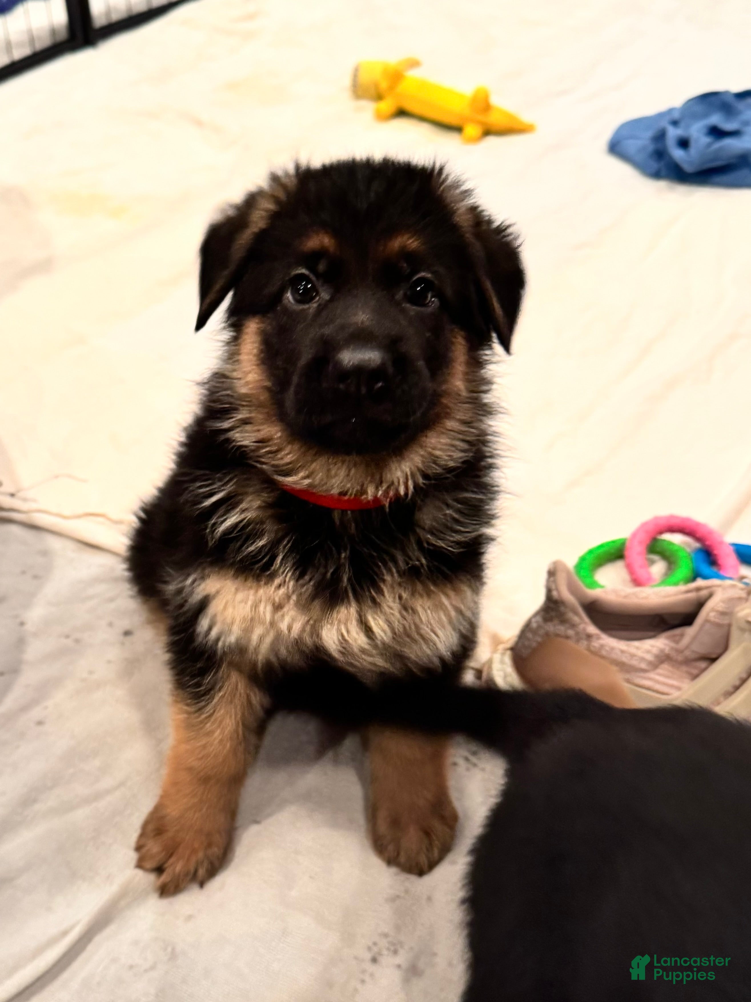 German Shepherd dogs German Shepherd Puppy 4 - Ad 14