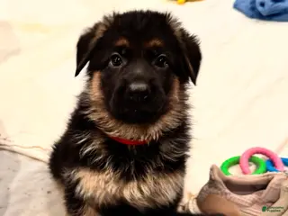 German Shepherd dogs German Shepherd Puppy 4 - Ad 14