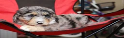 Sheepadoodle dogs for sale: Theodore - Ad 8