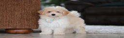 Maltipoo dogs for sale: Bodie - Ad 5