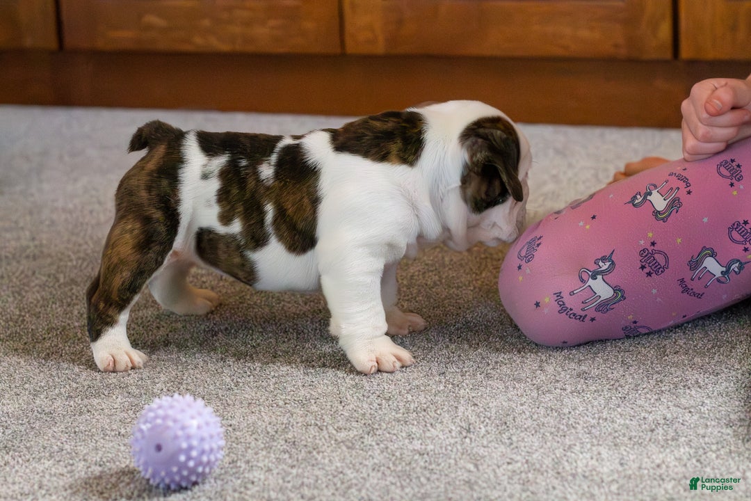 English Bulldog dogs for sale: Lucy - Ad 2