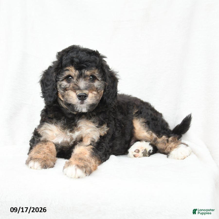 Mini Bernedoodle dogs Mason - Ad 2