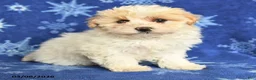 Maltipoo dogs for sale: Macy - Ad 4