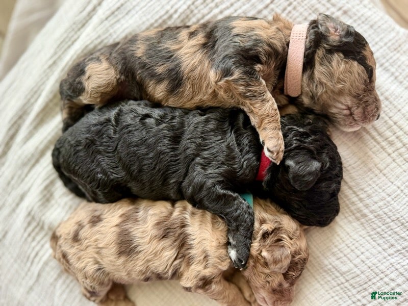 Labradoodle dogs for sale: Hershey's  - Ad 3